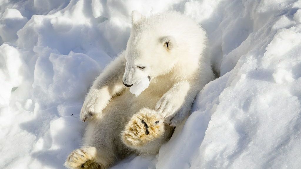 Esto es lo que pasa cuando a unos osos polares de un zoo les llevan nieve