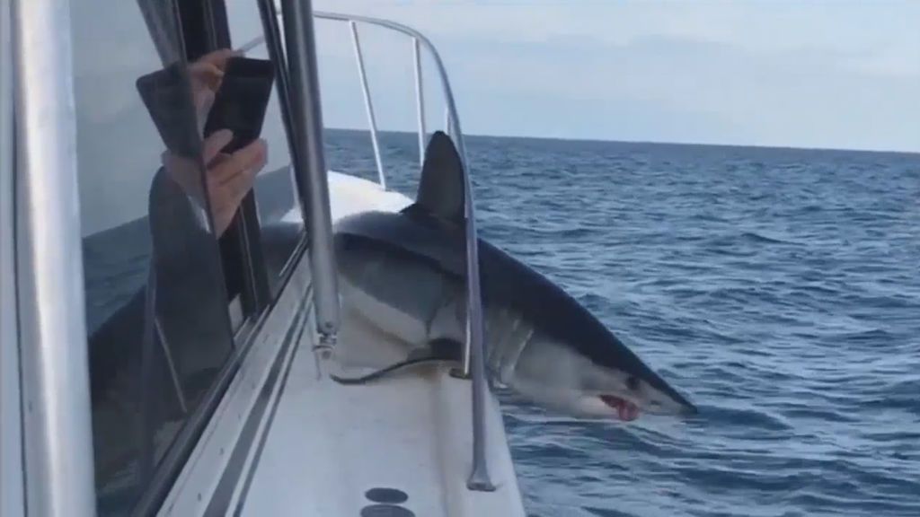 El terrorífico momento en el que un tiburón queda atrapado a bordo de un barco de pesca