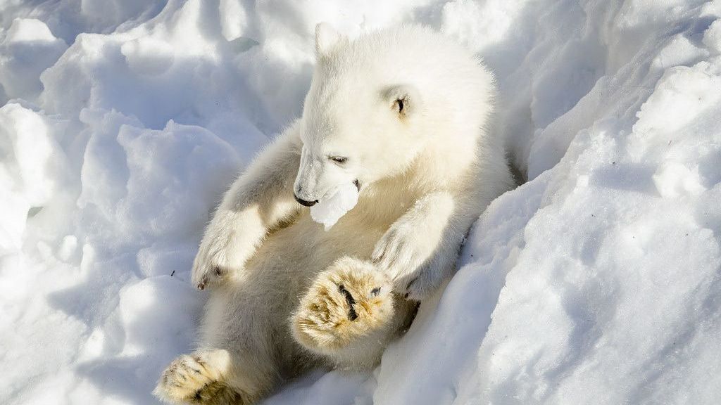 Esto es lo que pasa cuando a unos osos polares de un zoo les llevan nieve