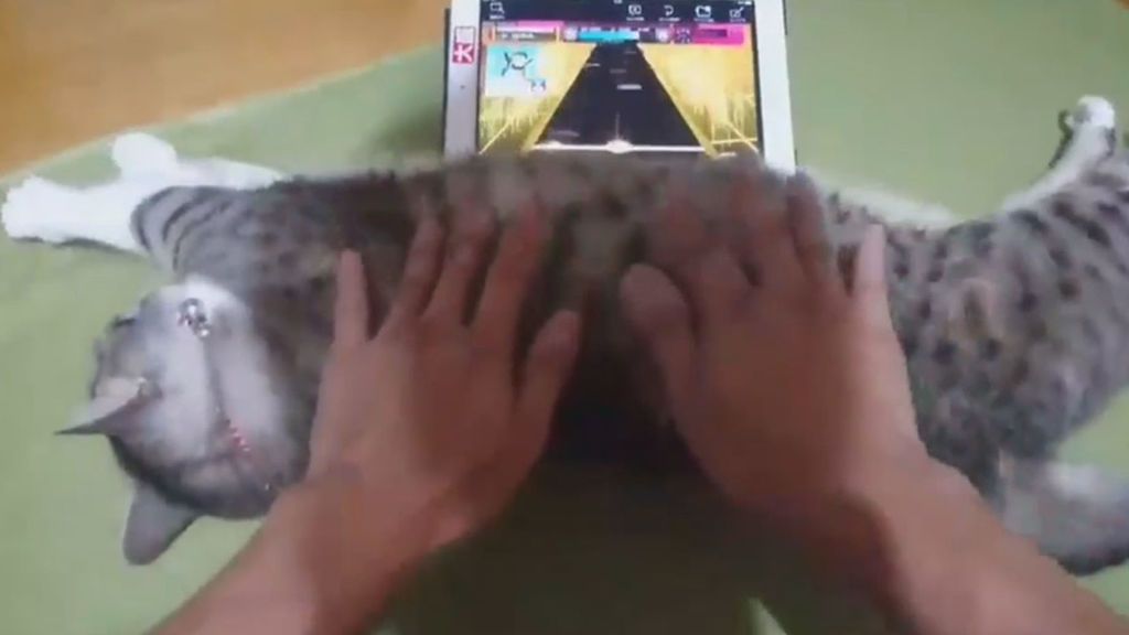Un japonés utiliza un gato como 'joystick' y la Red no se lo perdona