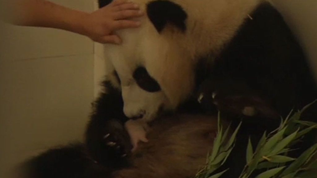 Cómo conseguir que un bebé panda sobreviva