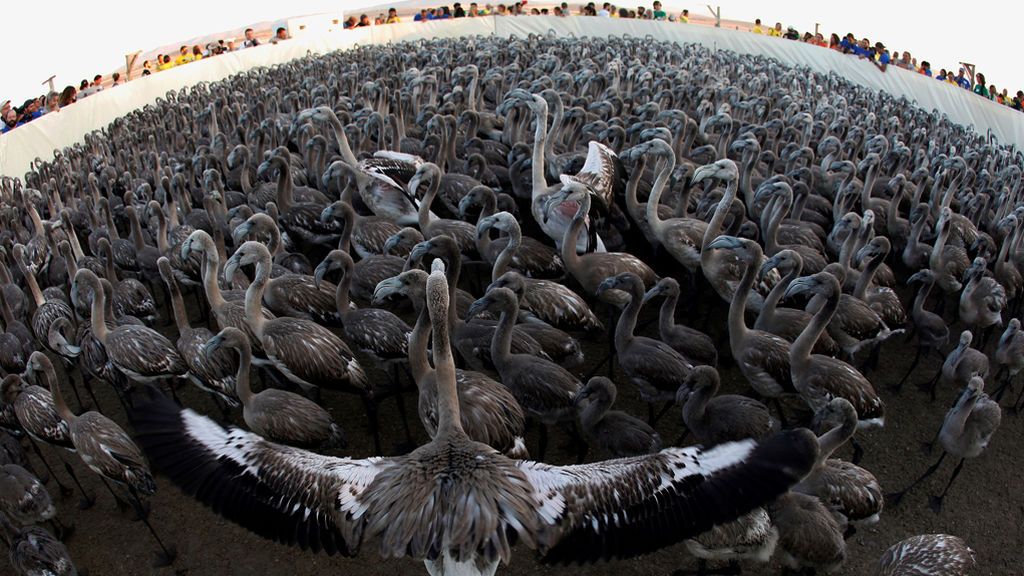 Equipan con anillos de identidad los pollitos flamencos de una reserva natural