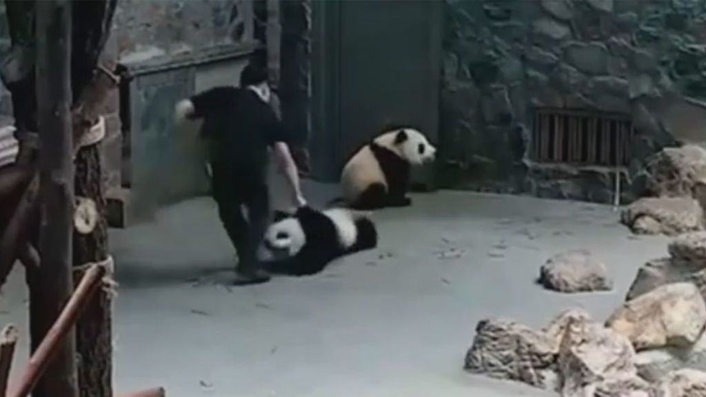 Escándalo por el maltrato a dos pandas en China