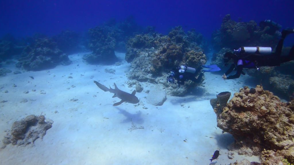 ¡Alerta tiburón! Andoni se encuentra con uno durante su excursión bajo el agua