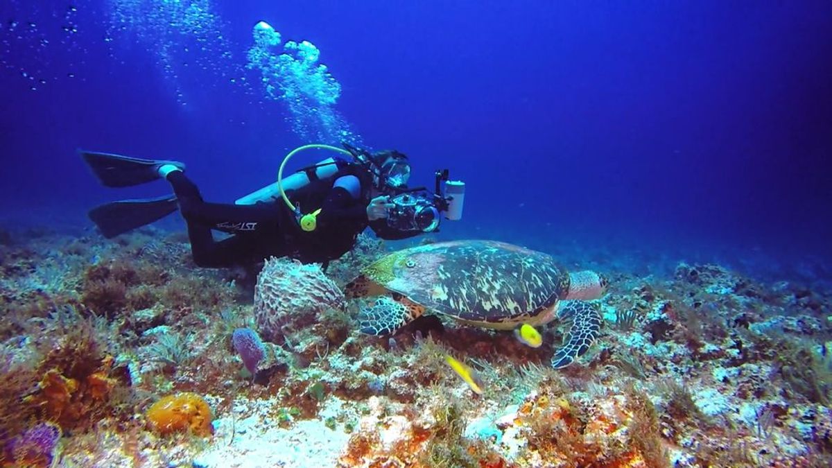 ¡Nada se les resiste! Fotografían a las tortugas marinas... ¡Y bucean con un tiburón!