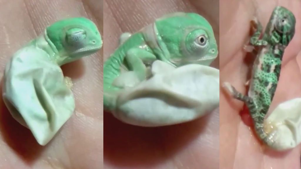 ¿Alguna vez has visto nacer a un camaleón?