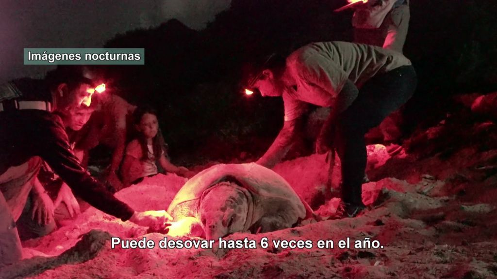 ¡Alucinante! La familia asiste al desove de una tortuga marina en mitad de la playa