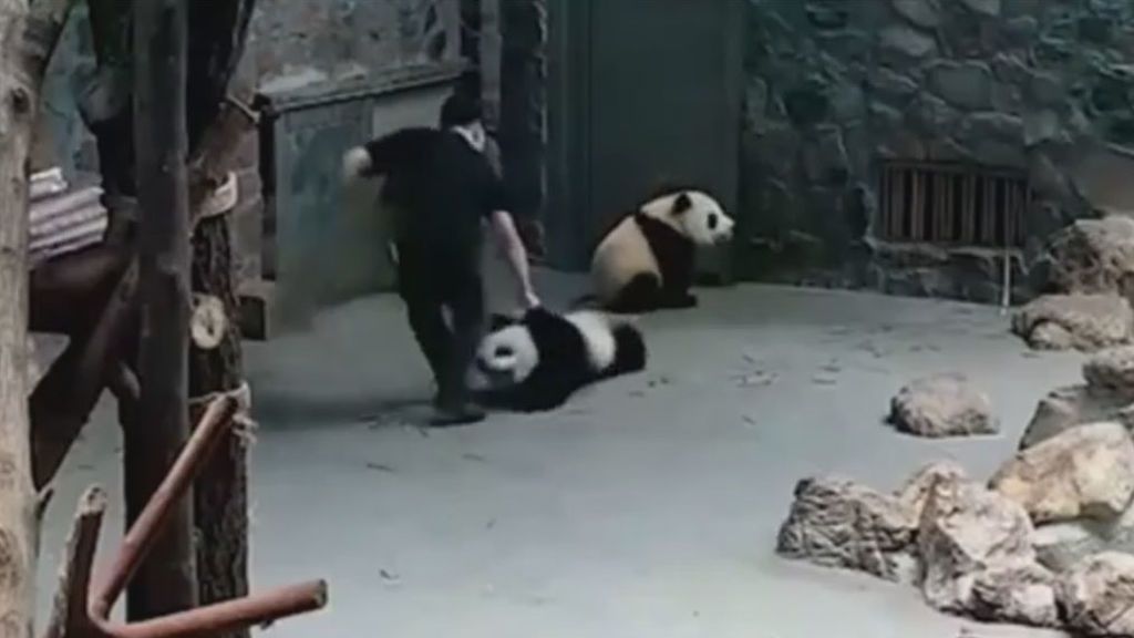 Escándalo por el maltrato a dos pandas en China