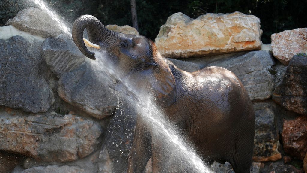 Verano en el zoo de Viena,  Austria
