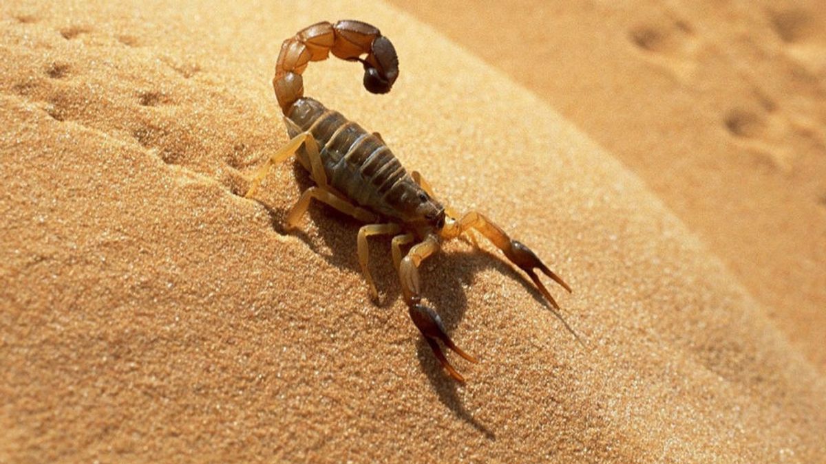 Cierran una playa de Melilla por la presencia de escorpiones