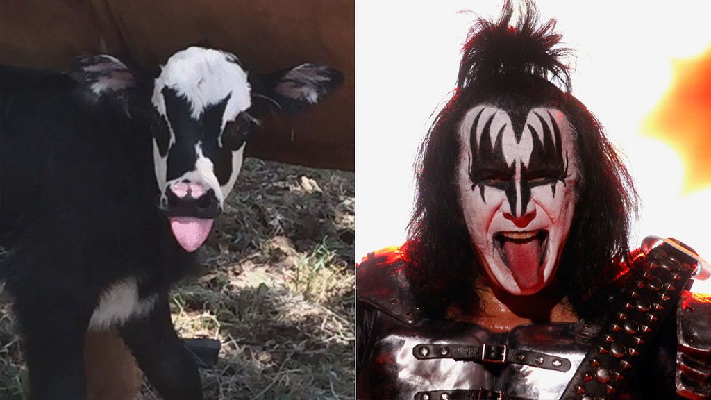 Nace la vaca más rockera que ha visto Texas: ¿Le encuentras parecido?