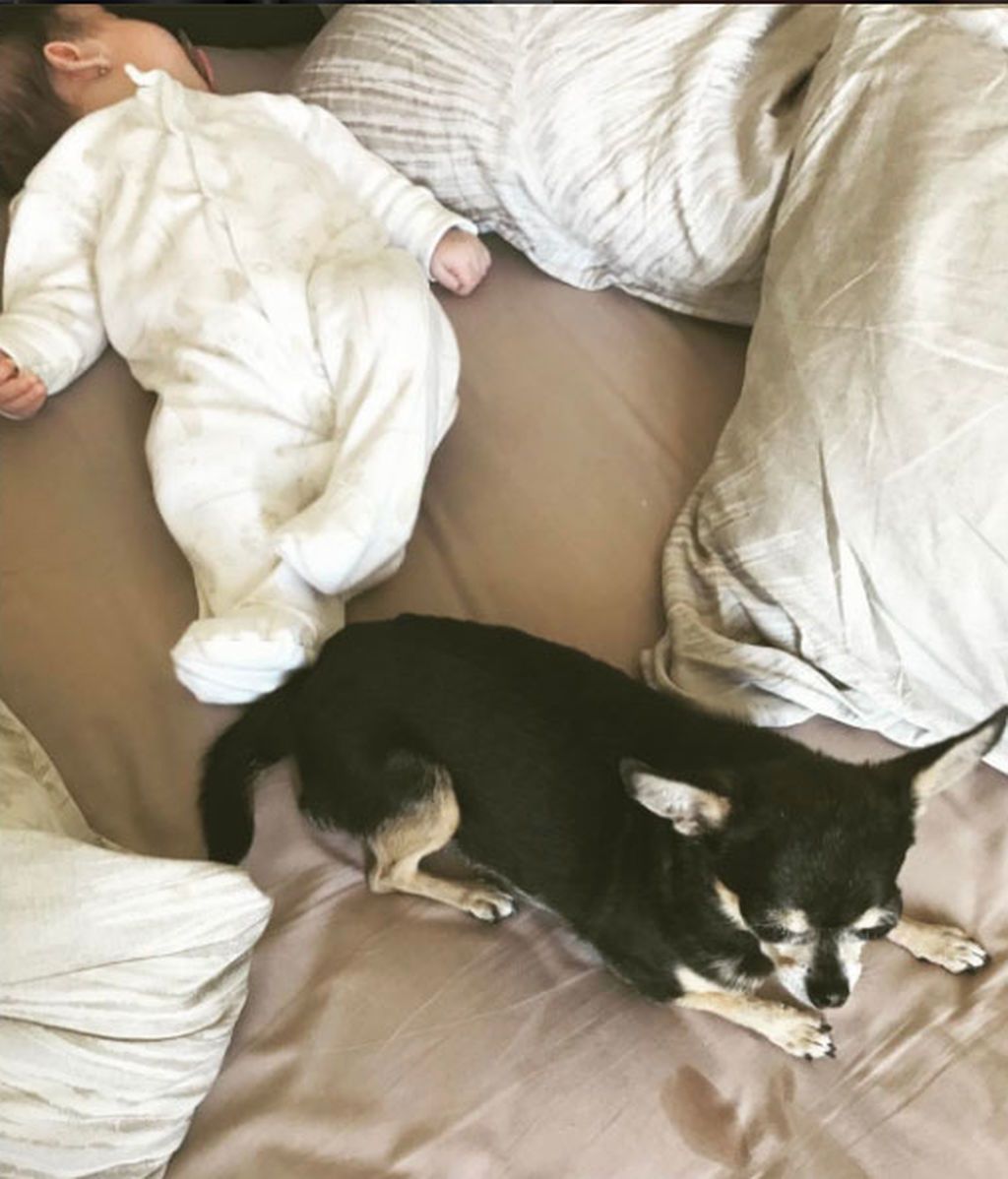 Satine y Chiara: el chihuaha de Natalia Verbeke es cómplice de ambas