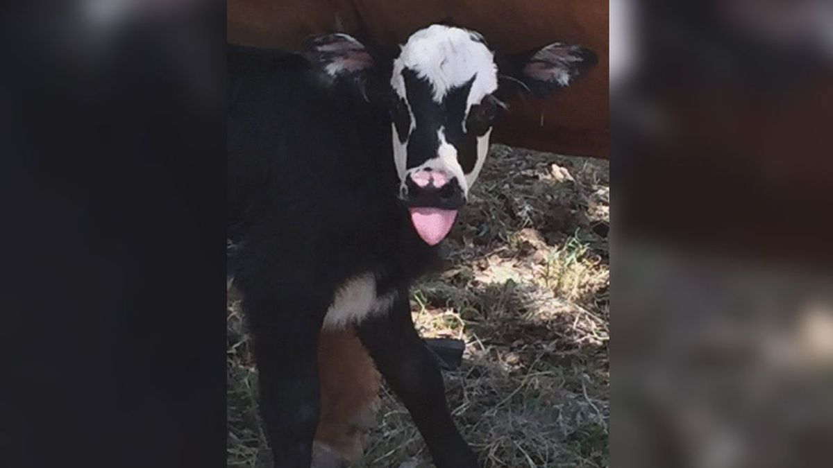 Nace la vaca más rockera que ha visto Texas: ¿Le encuentras parecido?