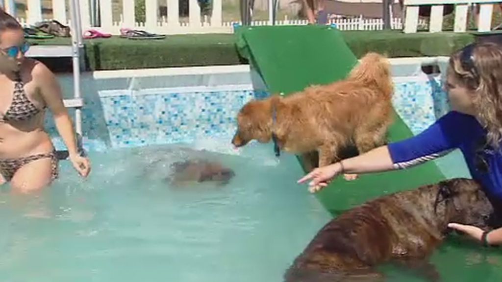 Ahora los perros también pueden ir a la piscina