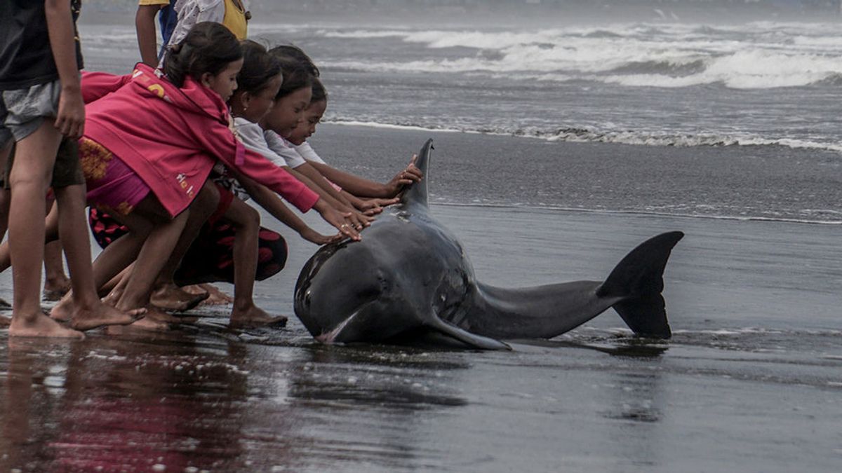 Malas noticias: muere un delfín listado que quedó varado en la playa de Dénia