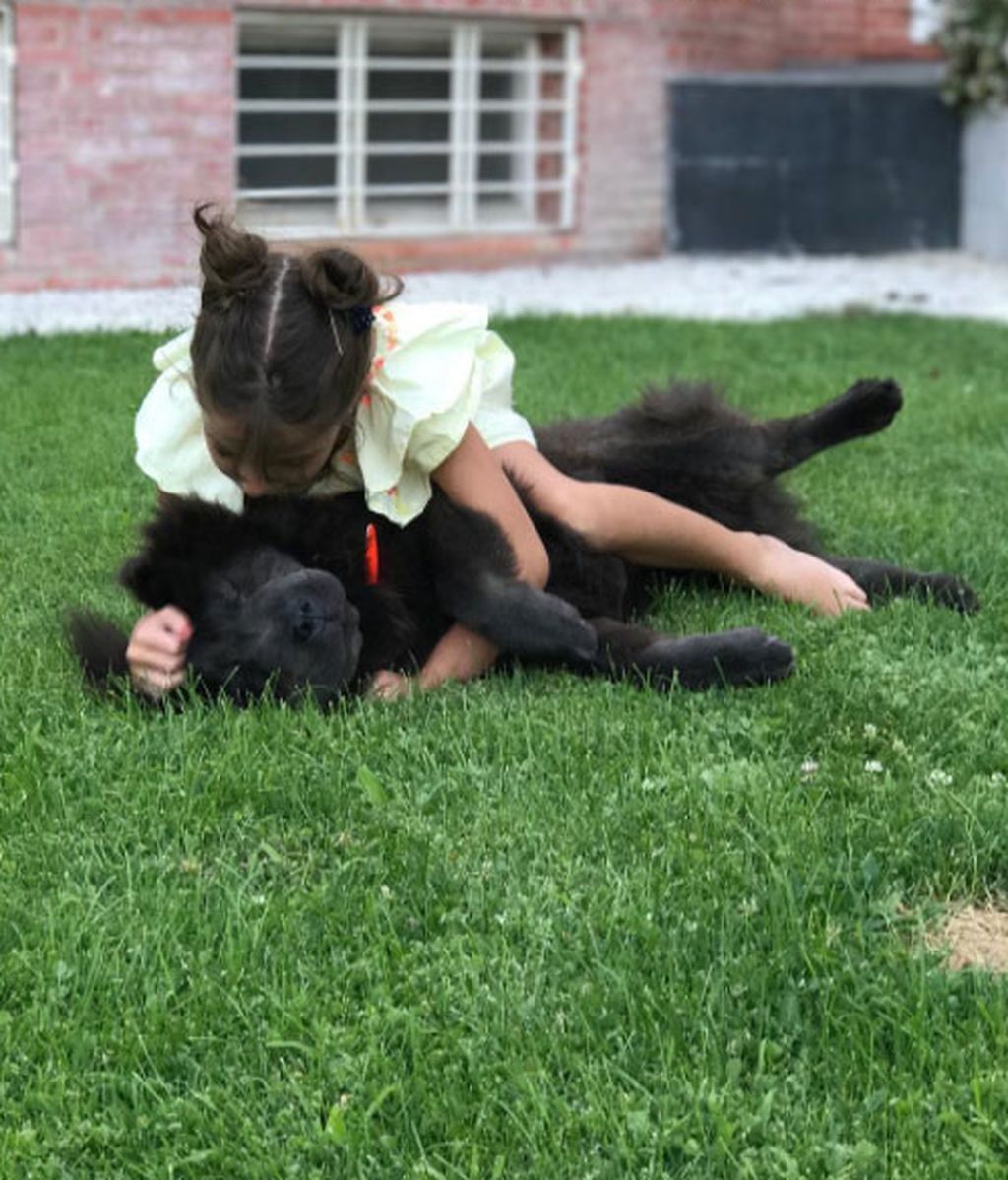 Los mejores amigos de los perros son los niños: Ella Bisbal y otros minivips lo demuestran en redes