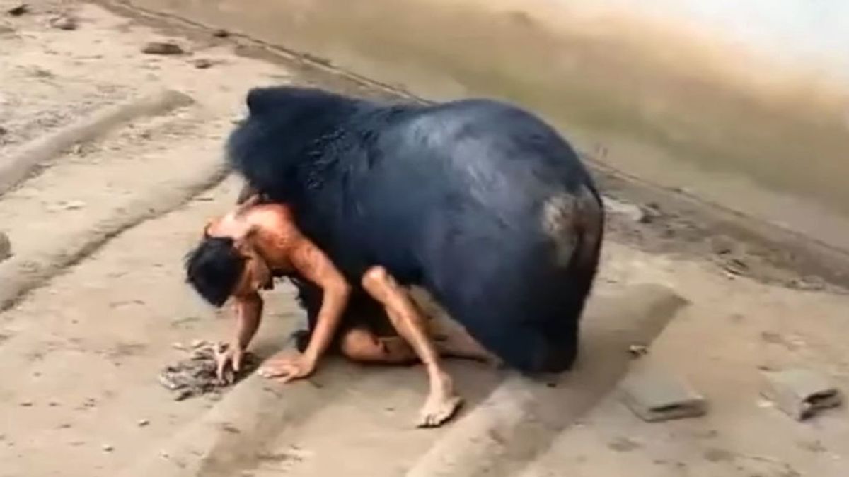 Un turista descuidado termina entre  las fauces de un oso en  Tailandia