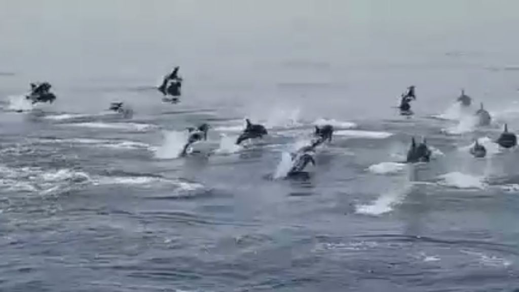 Graban a decenas de delfines nadando en el Mar de Alborán