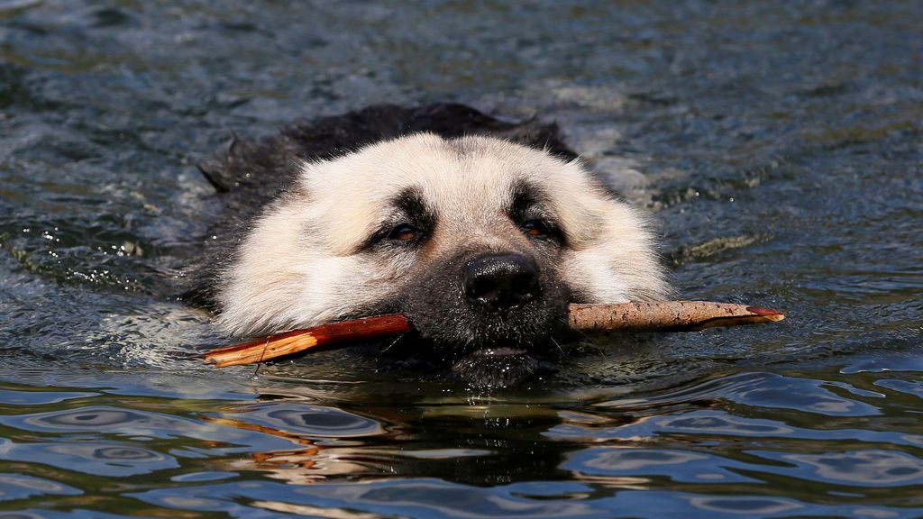 Un perro nada durante un caluroso día de verano en una zona de la taiga siberiana, Rusia