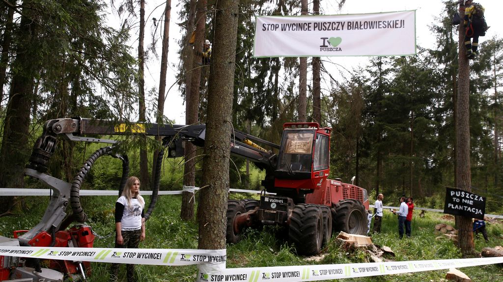 Los ecologistas creen que el gobierno quiere favorecer la actividad de la madera