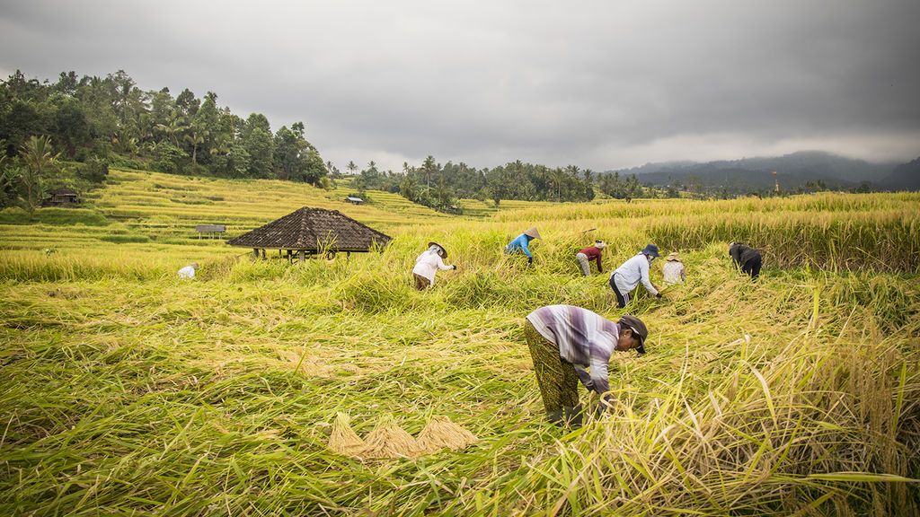 En bici entre arrozales