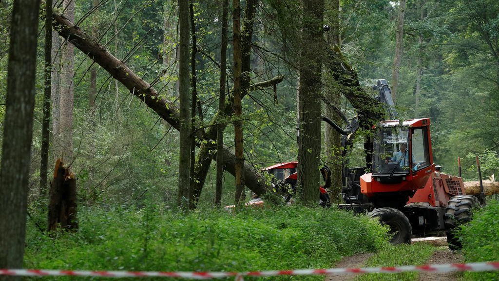 El Parque de Bialowieza se extiende en 10.500 hectáreas