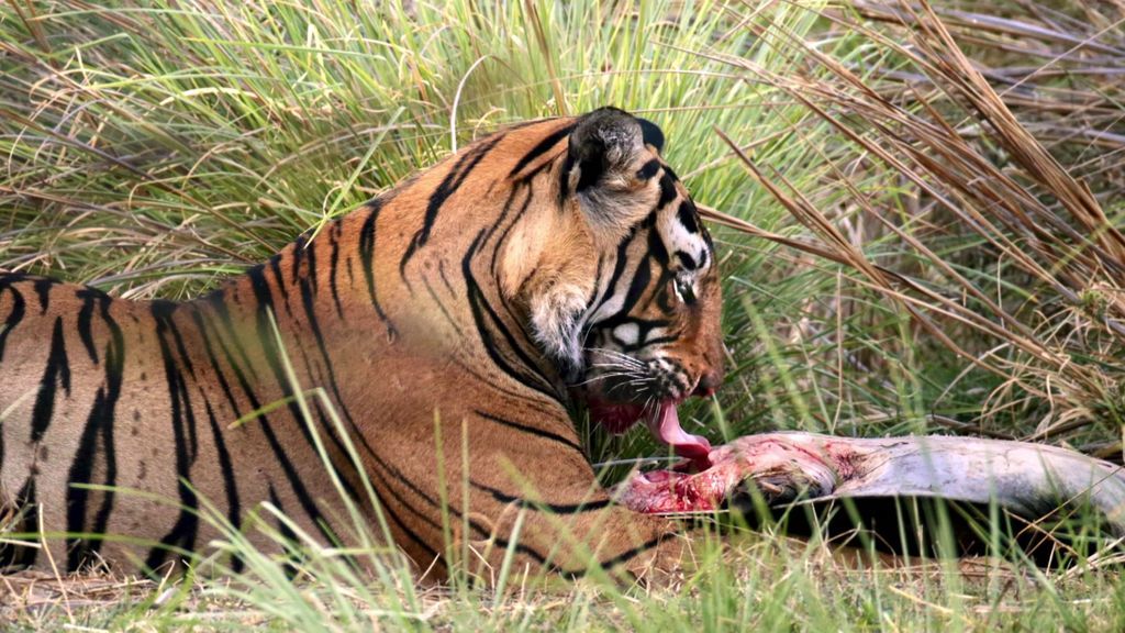 La naturaleza nos sorprende una vez más... ¡Un tigre de Bengala cazando una gran tortuga!