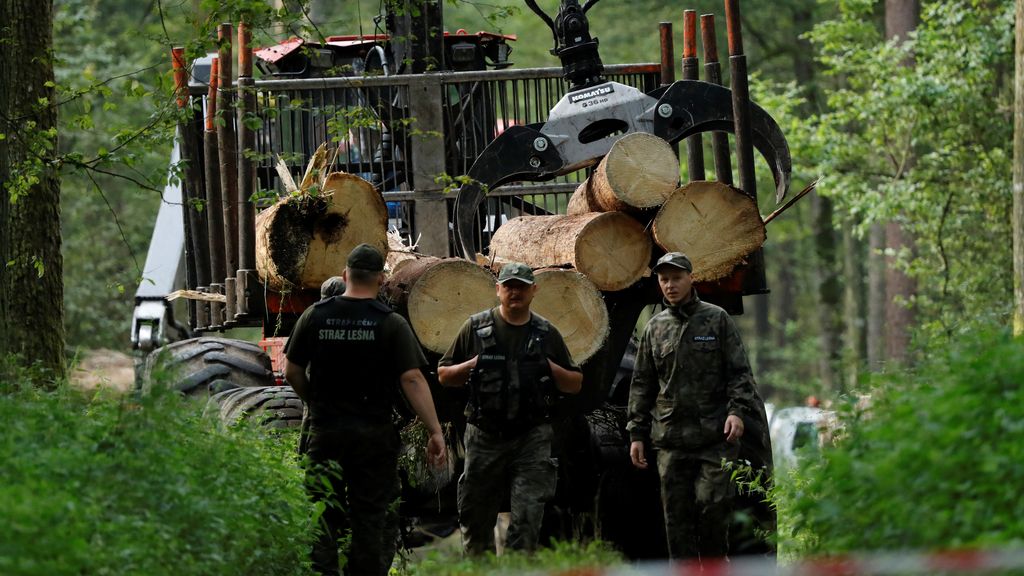 Polonia desafía a la UE y acaba con un bosque forestal protegido