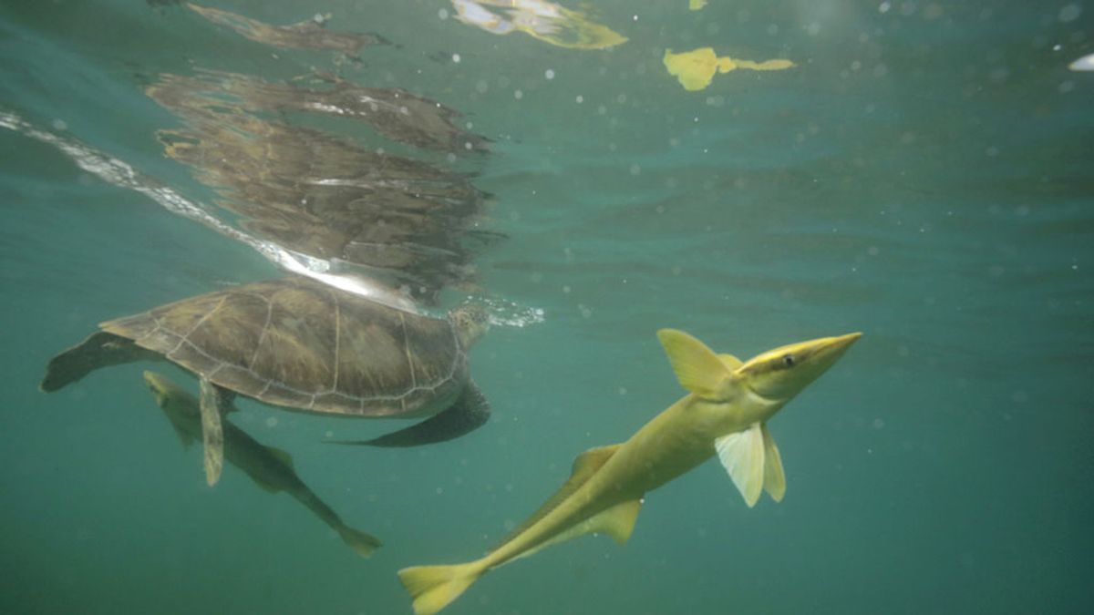 Tortugas en México