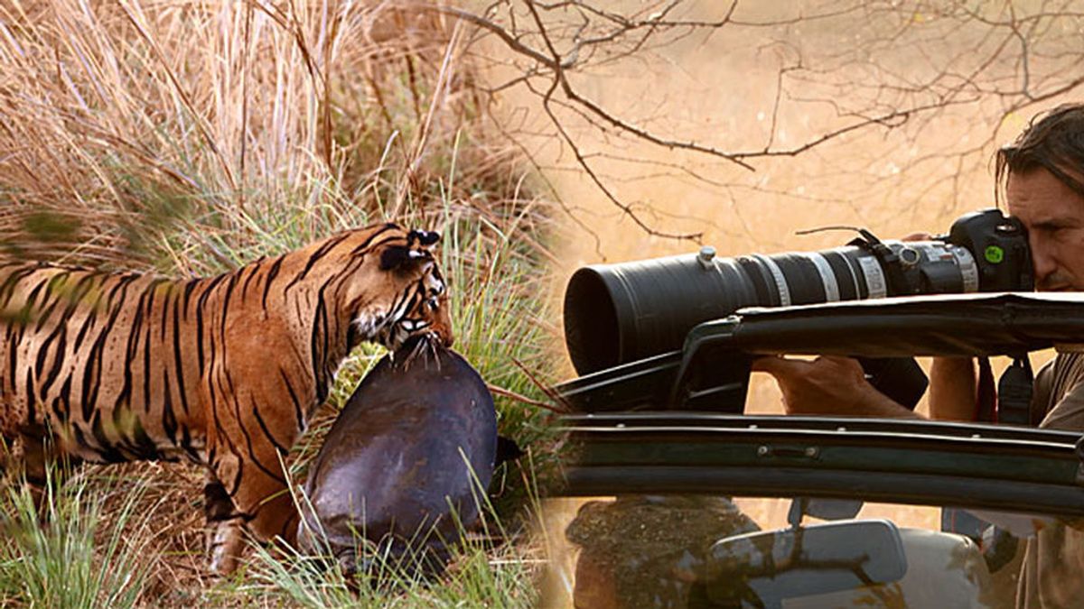 Andoni consigue una fotografía única: El gran tigre de Bengala devorando una tortuga