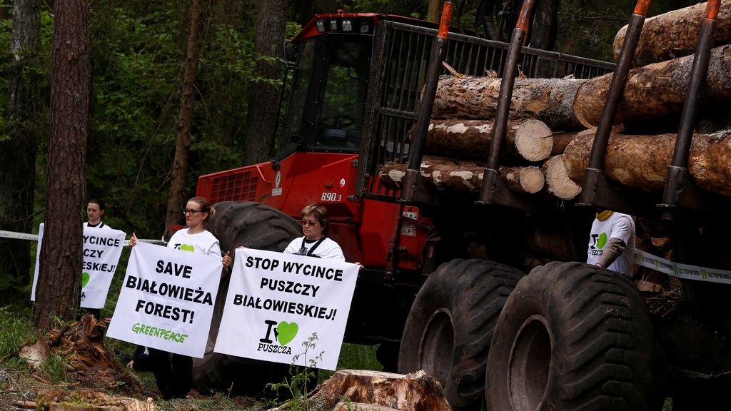 Según el Gobierno, la tala es porque la plaga pone en peligro el paraje