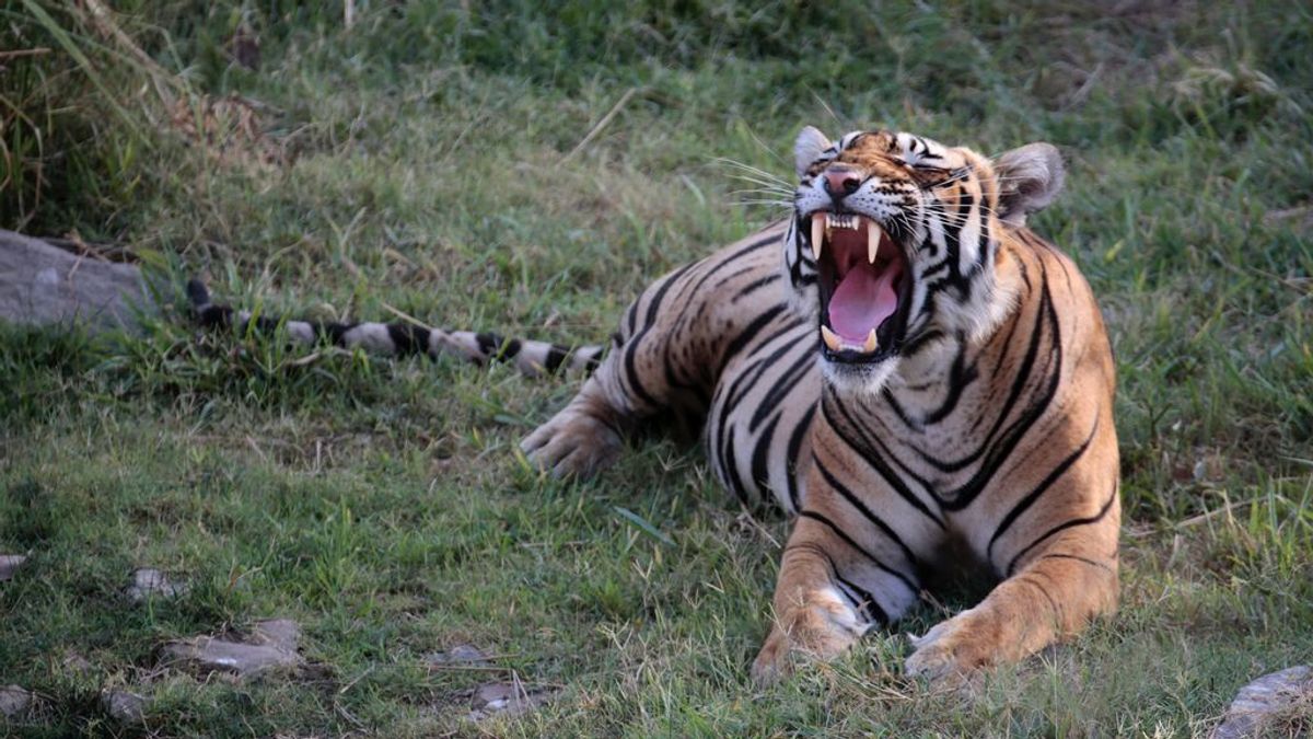 'Espíritu salvaje' viaja hasta la India tras las huellas del tigre de Bengala