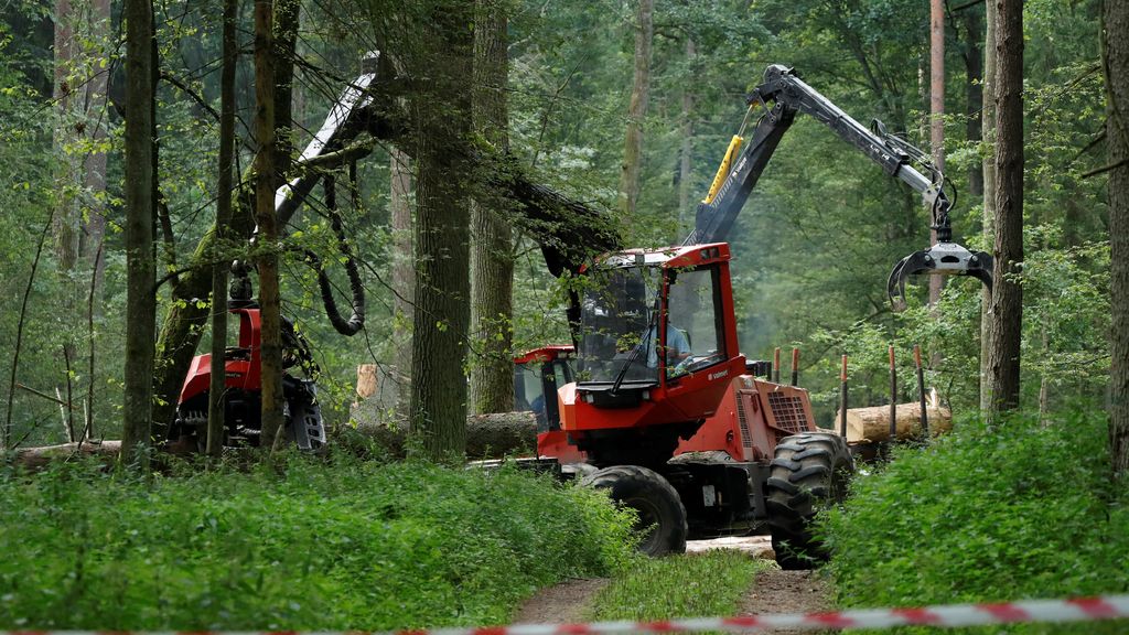 El Gobierno polaco sostiene que es para frenar la plaga