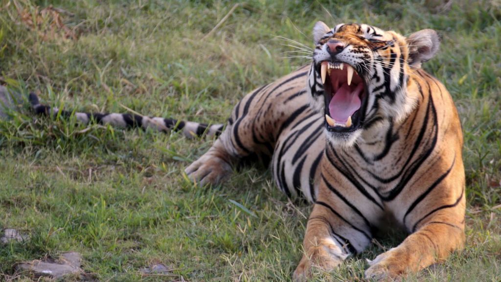 ¡Nadie escapa de esas mandíbulas! El tigre de Bengala se deja ver en la reserva natural