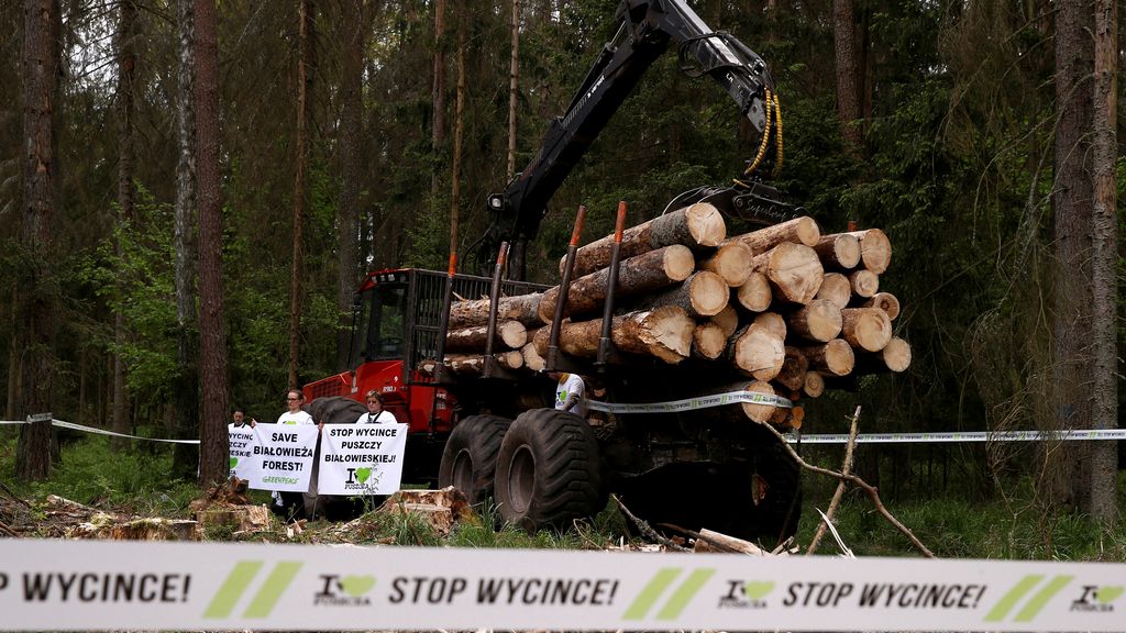 Talan sin permiso y sin parar: Polonia desafía a la UE y acaba con un bosque forestal protegido
