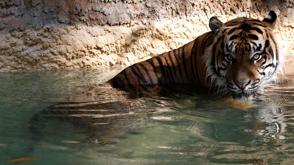 Un tigre Sumatra se relaja en su estanque en el zoo de Los Ángeles