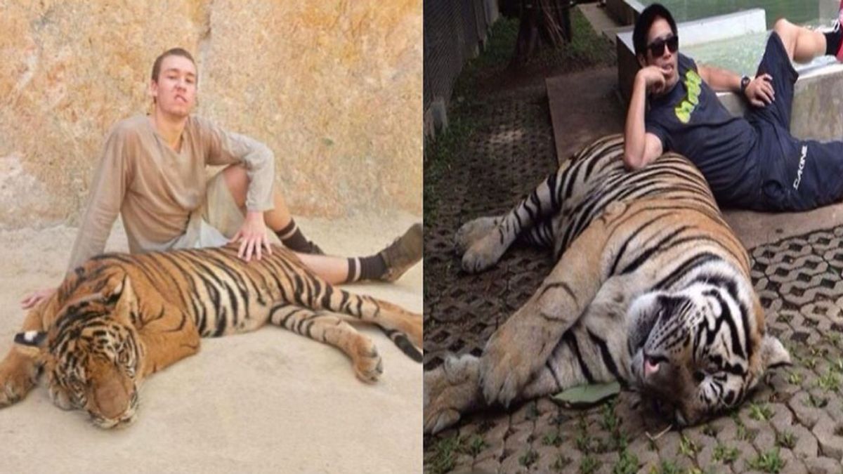 La razón por la que Tinder pide eliminar las fotografías en las que aparezcan tigres