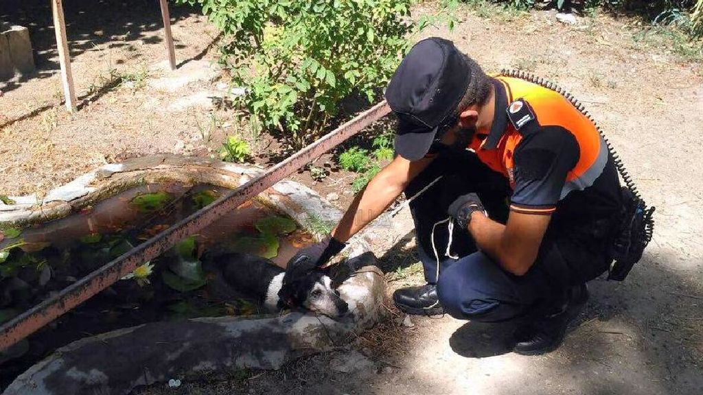 Salvan a un perro que se refugió en un estanque de Sevilla del calor asfixiante Salvan a un perro que se refugió en un estanque de Sevilla del calor asfixiante