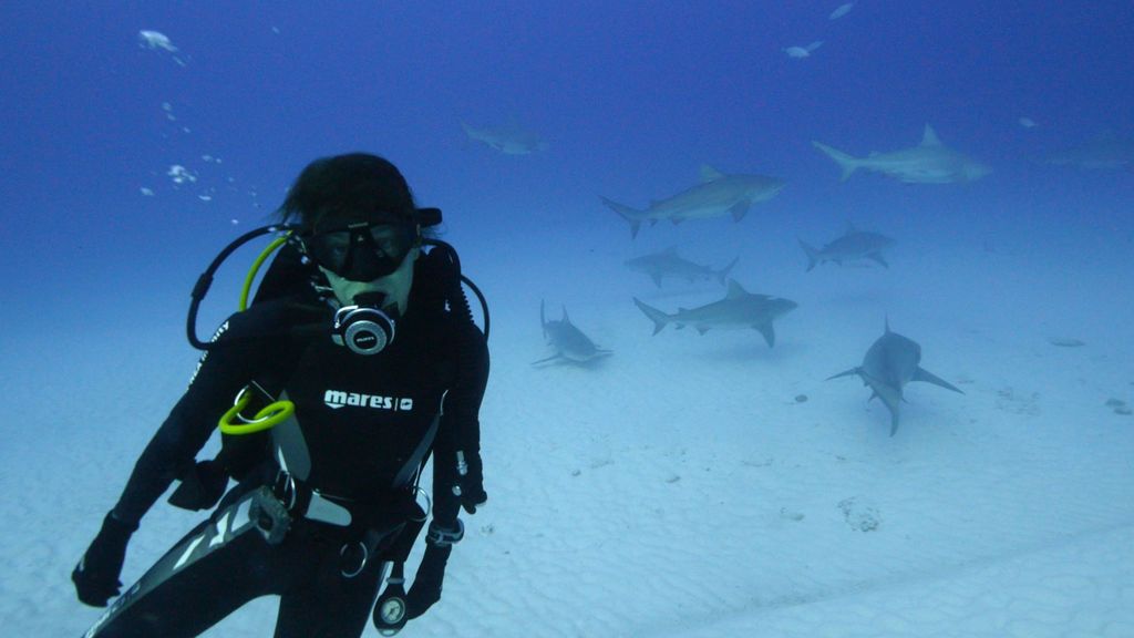 Entre tiburones toro