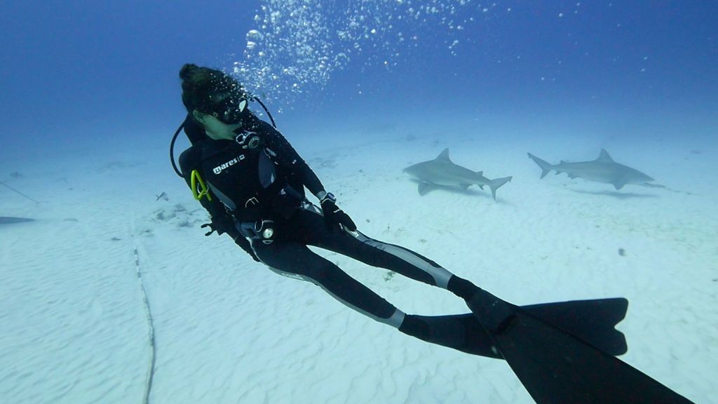 Entre tiburones toro