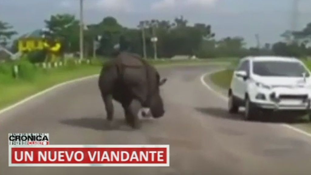 Un rinoceronte embiste contra los coches y otras imágenes de impacto