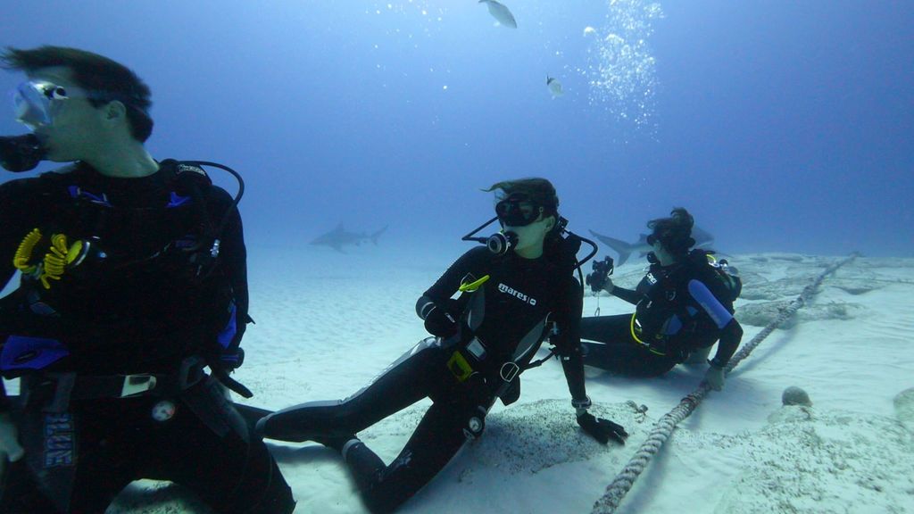 Entre tiburones toro