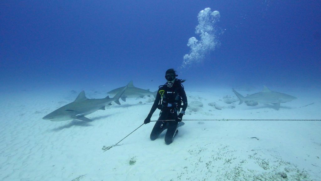 Entre tiburones toro