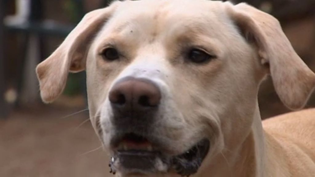 Blat, el perro que detecta el cáncer gracias a su olfato
