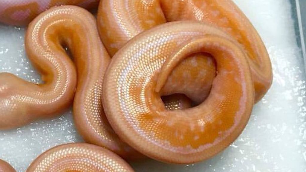 La ilusión óptica que arrasa en la Red: Parecen rosquillas pero la realidad te horrorizará