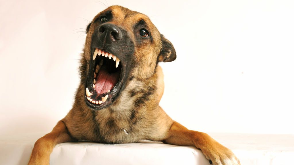 En contra de lo pensado, los perros no son capaces de oler el miedo