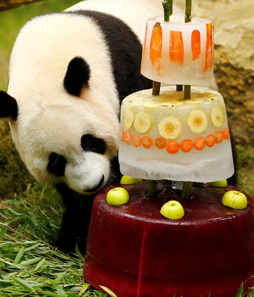 Un oso panda olisquea su tarta de cumpleaños helada en Rhenen, Países Bajos