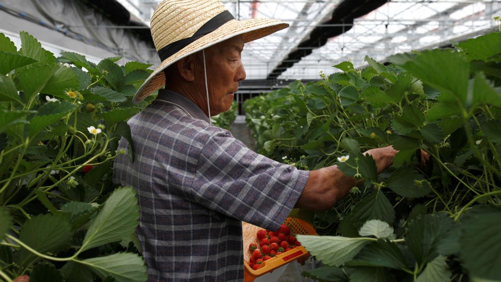 Recolección de fresas en Japón