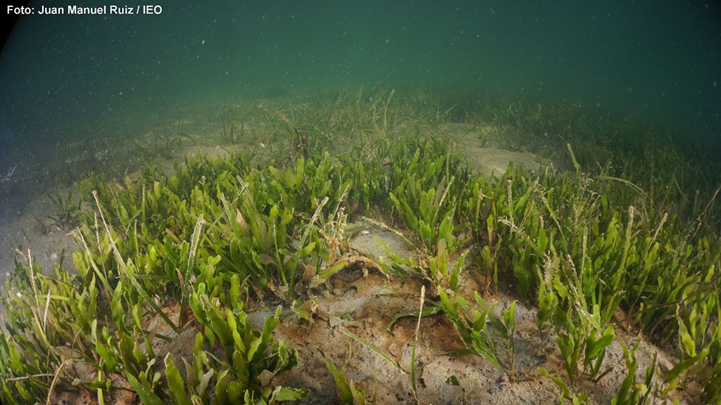 La vegetación está recuperándose en las zonas más profundas