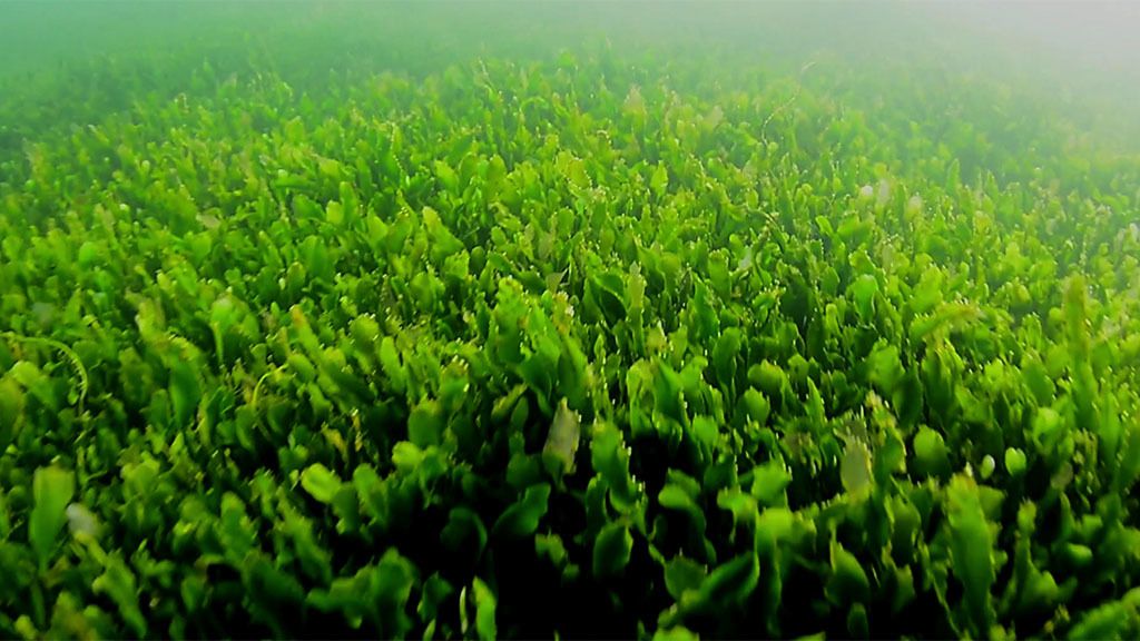 La entrada de nitratos a la laguna salada se ha reducido drásticamente: estamos por debajo de la tonelada diaria